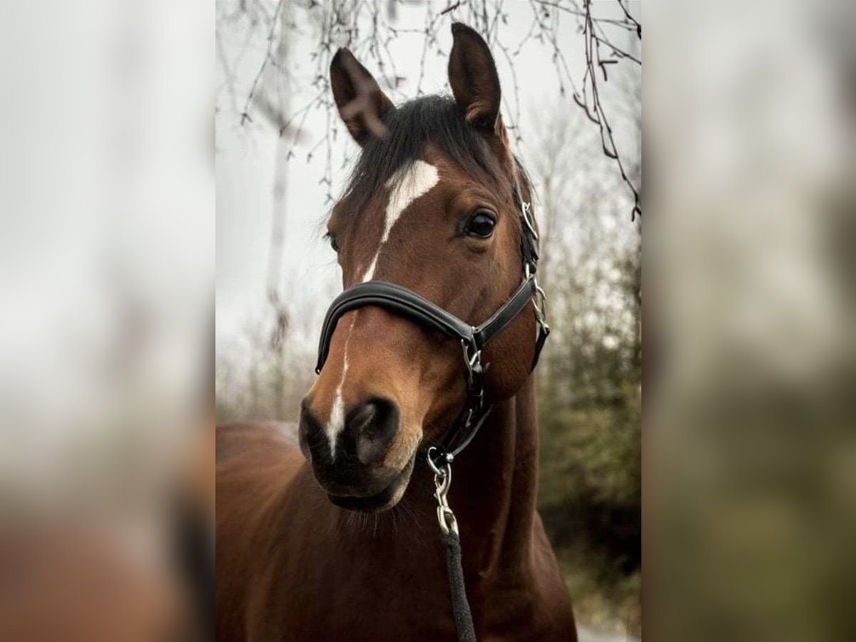 Trakehner Mare 15 years 15,2 hh Brown in Eckental