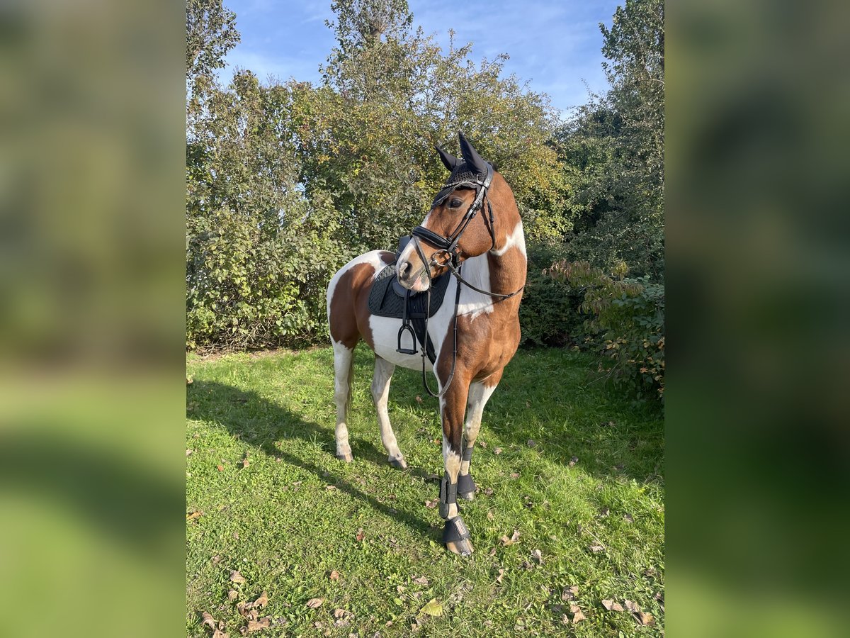 Trakehner Mare 16 years 16,1 hh Pinto in Parkentin