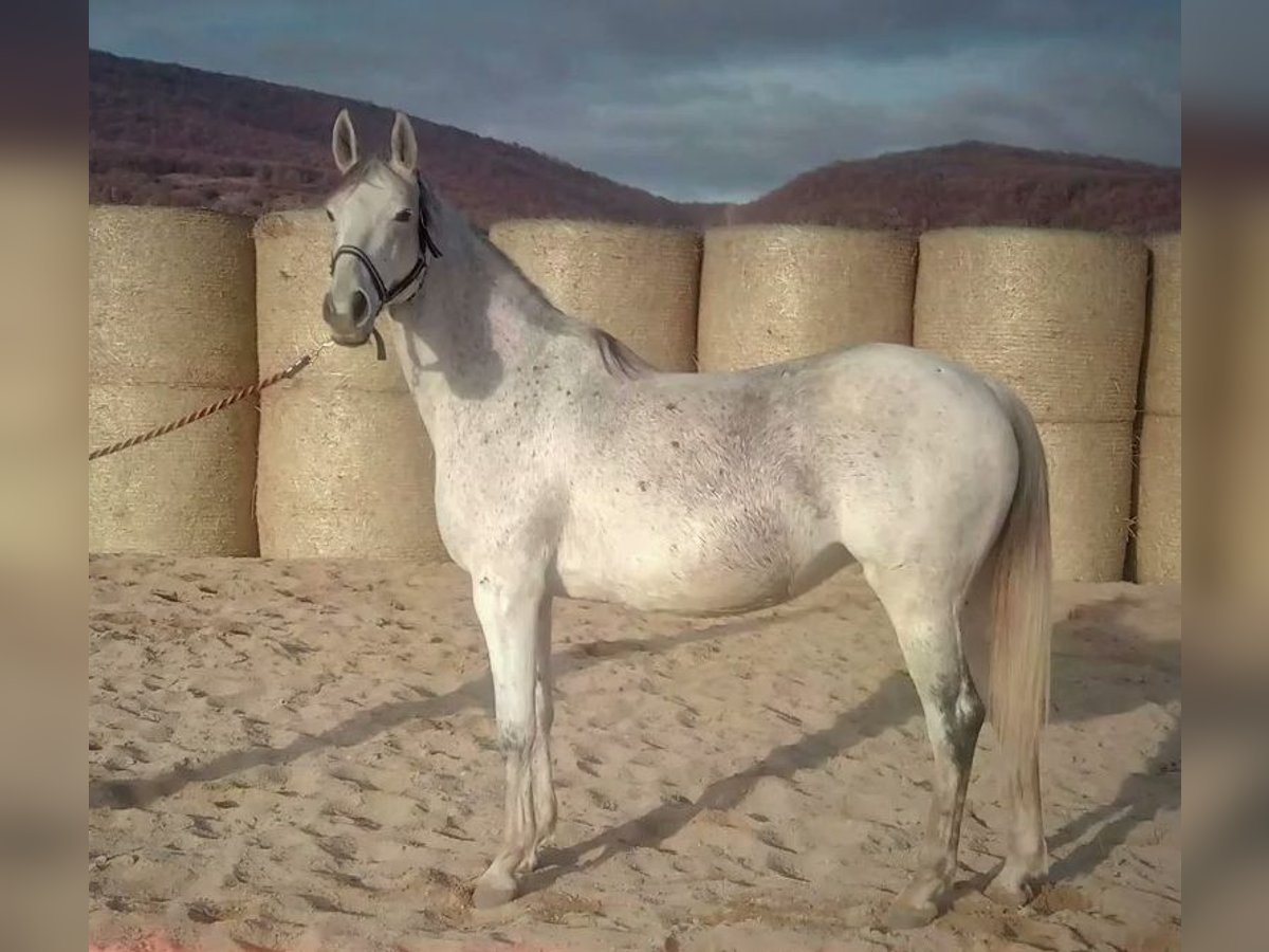 Trakehner Mare 16 years 16 hh Gray in Aytos