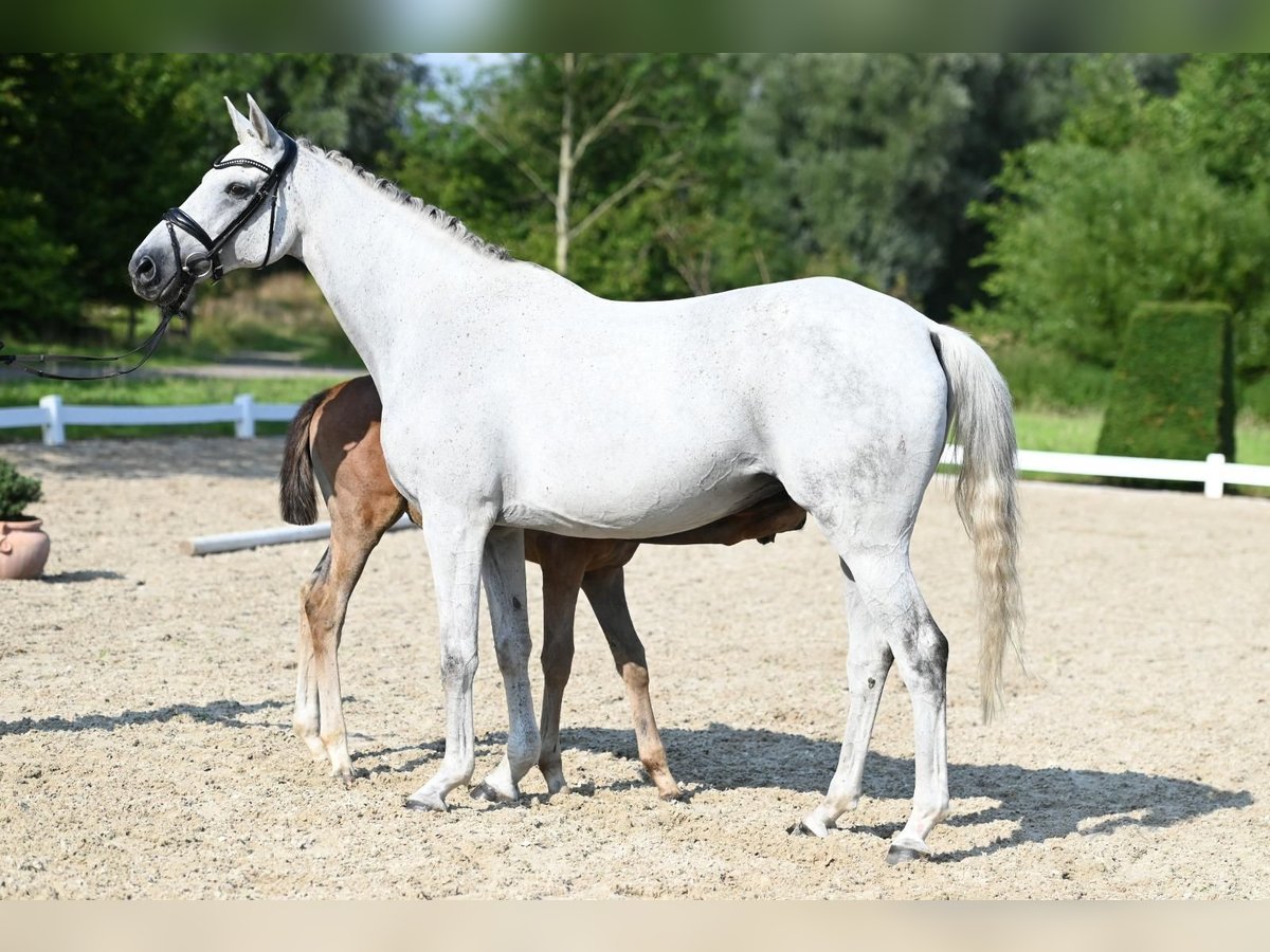 Trakehner Mare 16 years 16,1 hh Grey in Nottuln