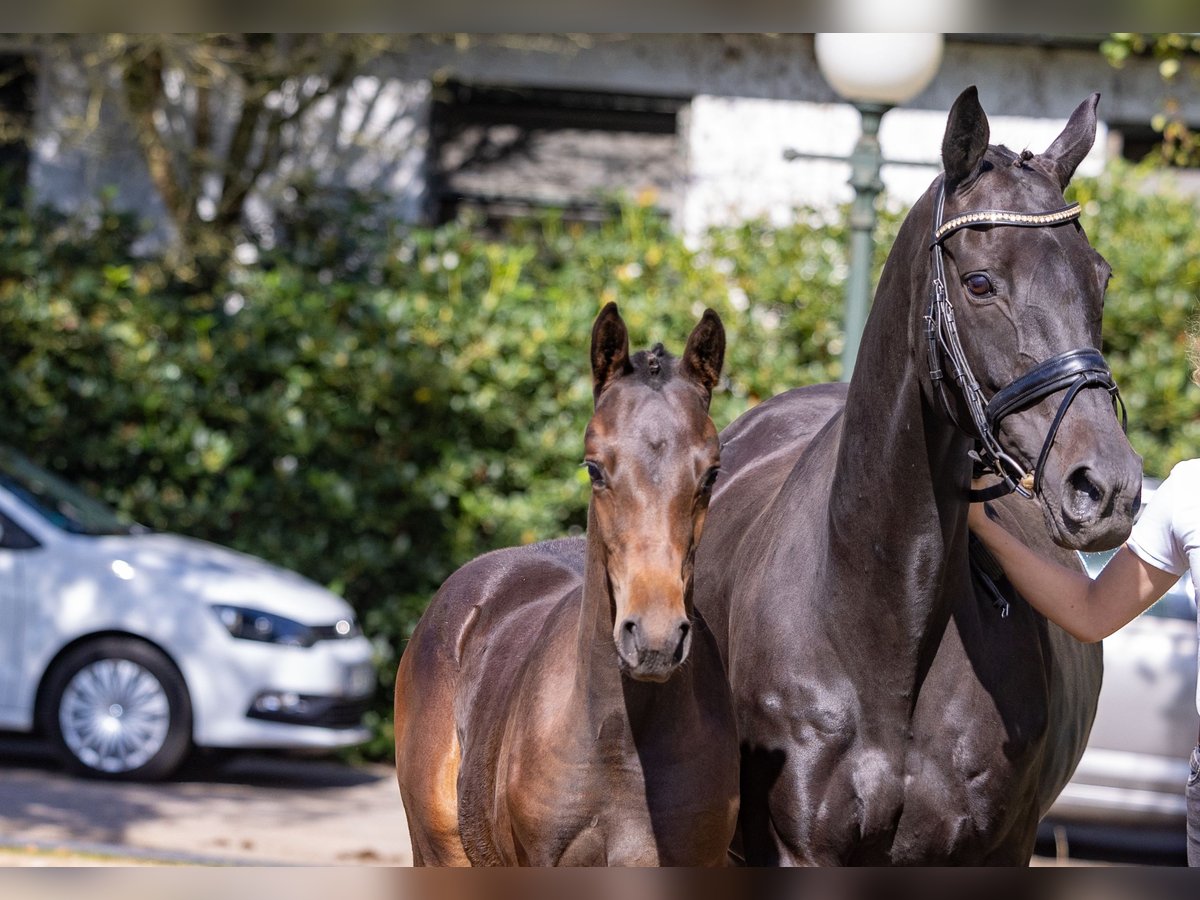 Trakehner Mare 16 years Smoky-Black in Marxen