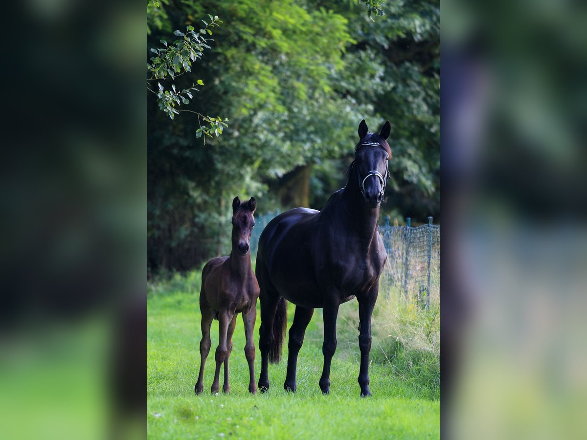 Trakehner Mare 17 years 16,1 hh Black in Uslar