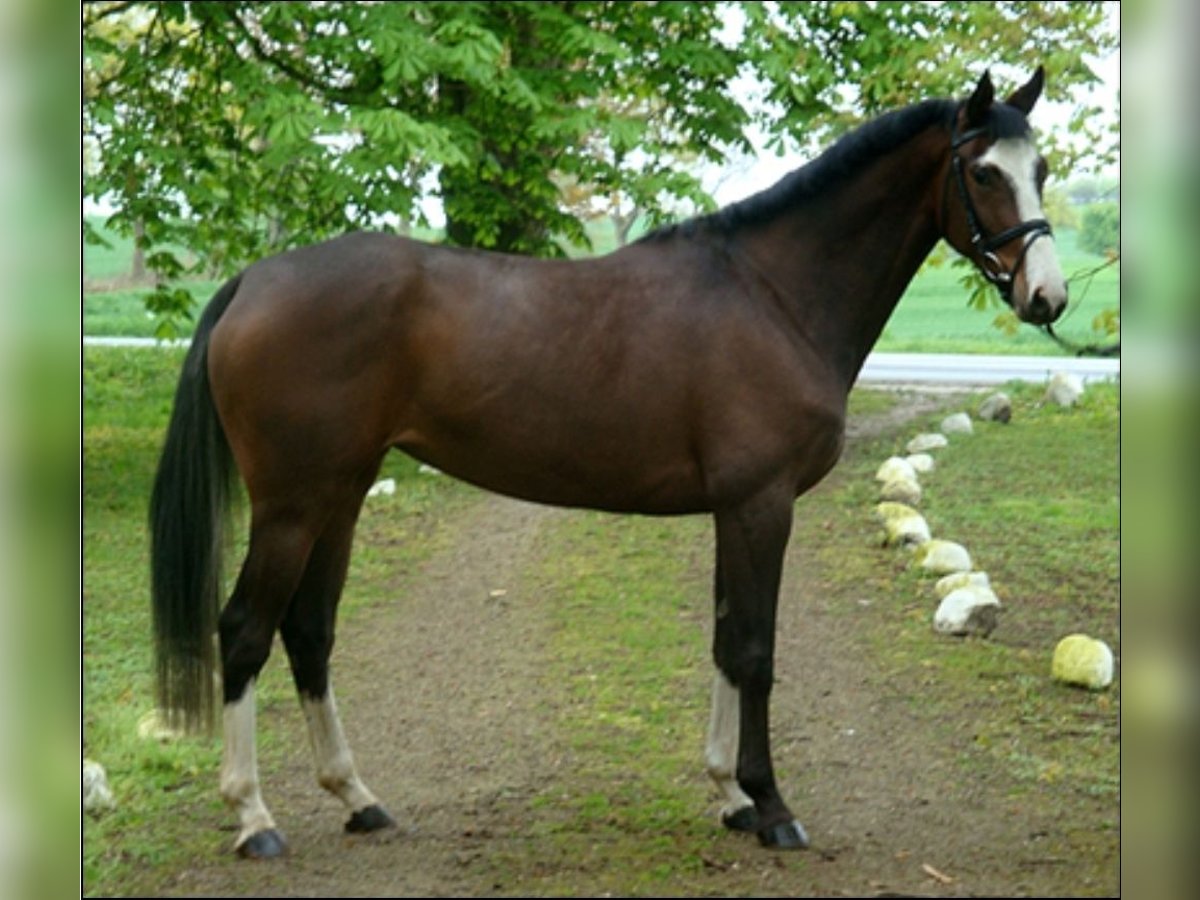 Trakehner Mare 18 years 16 hh Brown in Bosau