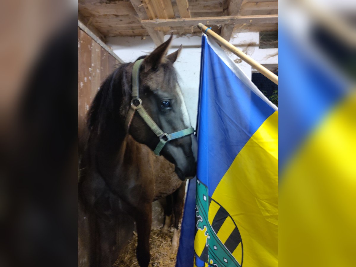 Trakehner Mare 1 year 14,3 hh Smoky-Black in Otterndorf