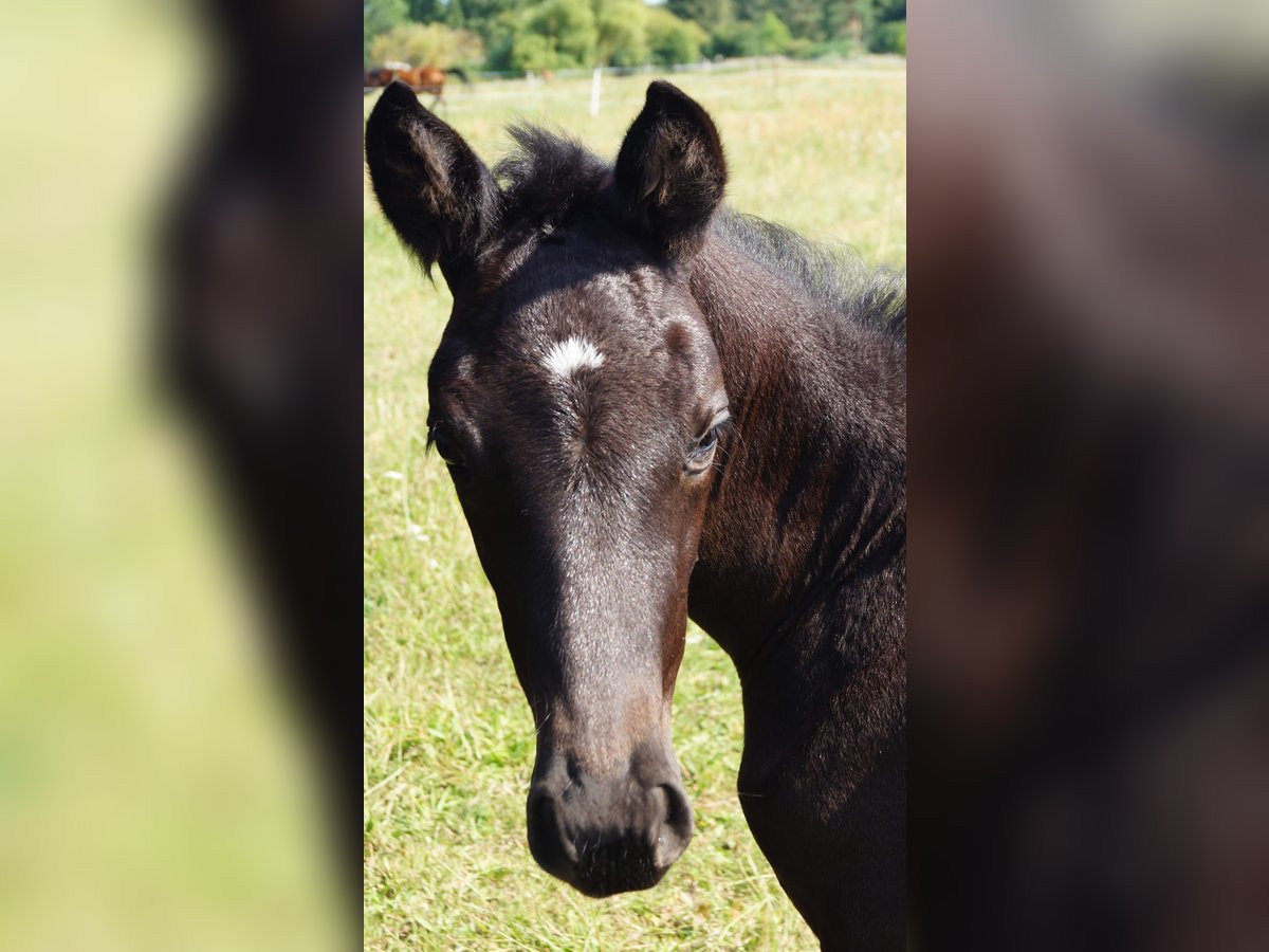 Trakehner Mare 1 year 16,1 hh Black in Sperenberg