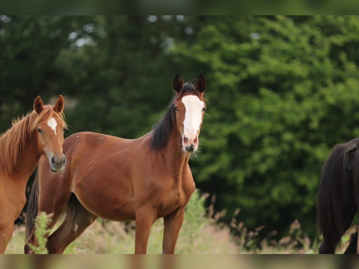 Trakehner Mare 1 year 16,1 hh Brown in Nümbrecht