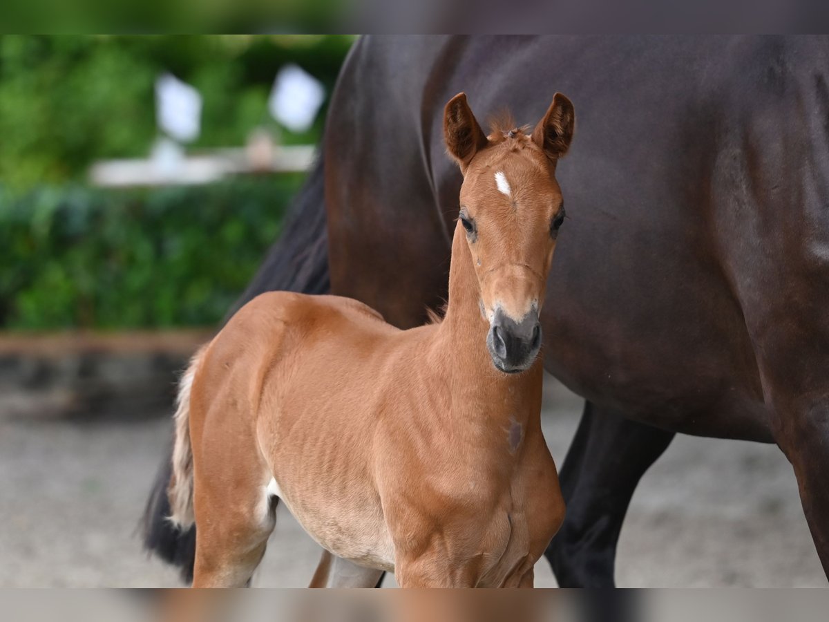 Trakehner Mare 1 year 16,1 hh Chestnut-Red in Bad Zwischenahn