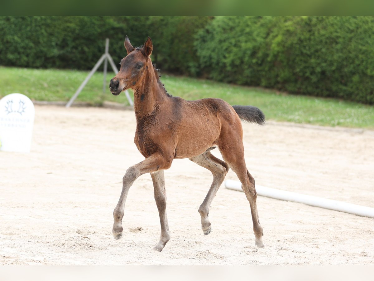 Trakehner Mare 1 year 16,2 hh Bay-Dark in Wolfhagen