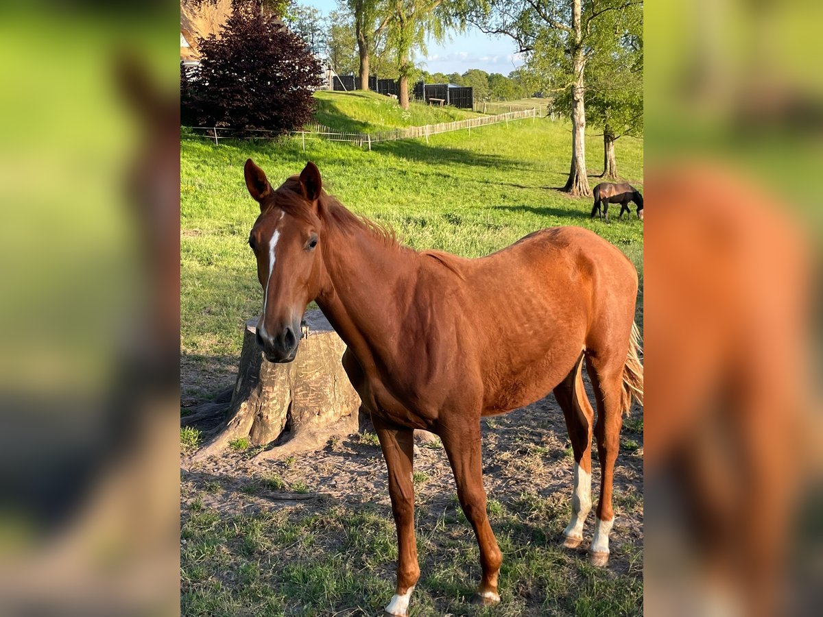 Trakehner Mare 1 year 16,1 hh Chestnut-Red in Kleve