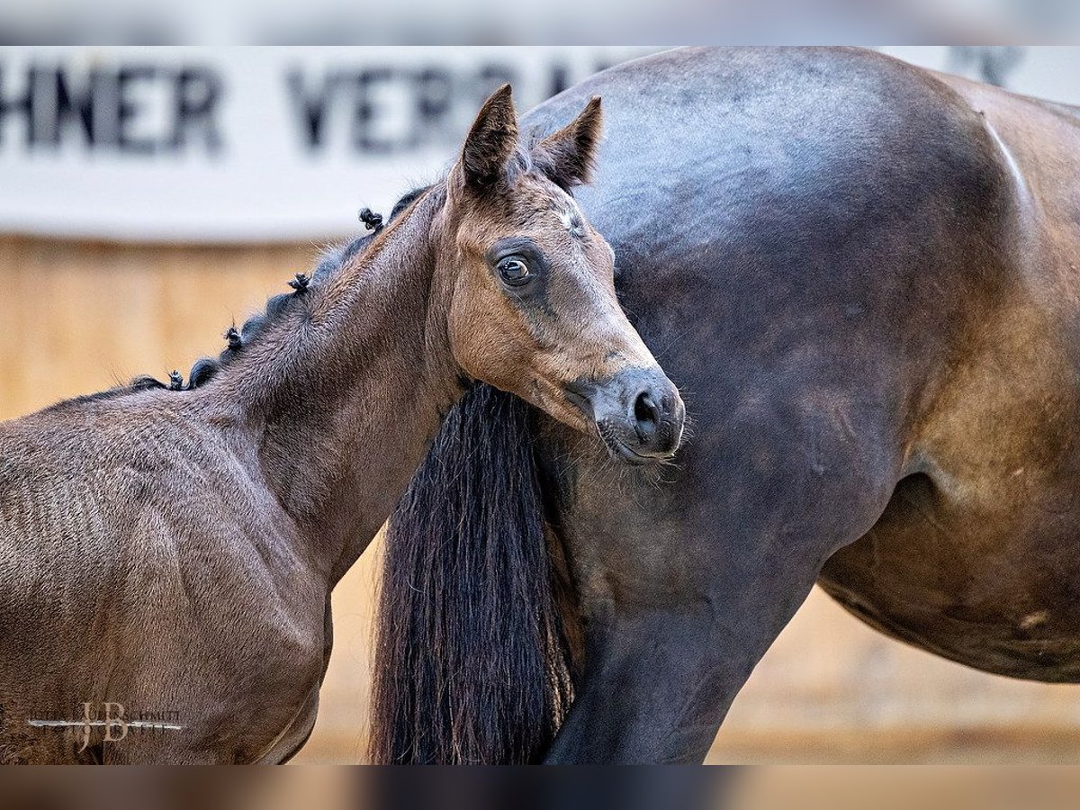 Trakehner Mare 1 year Black in Erlensee