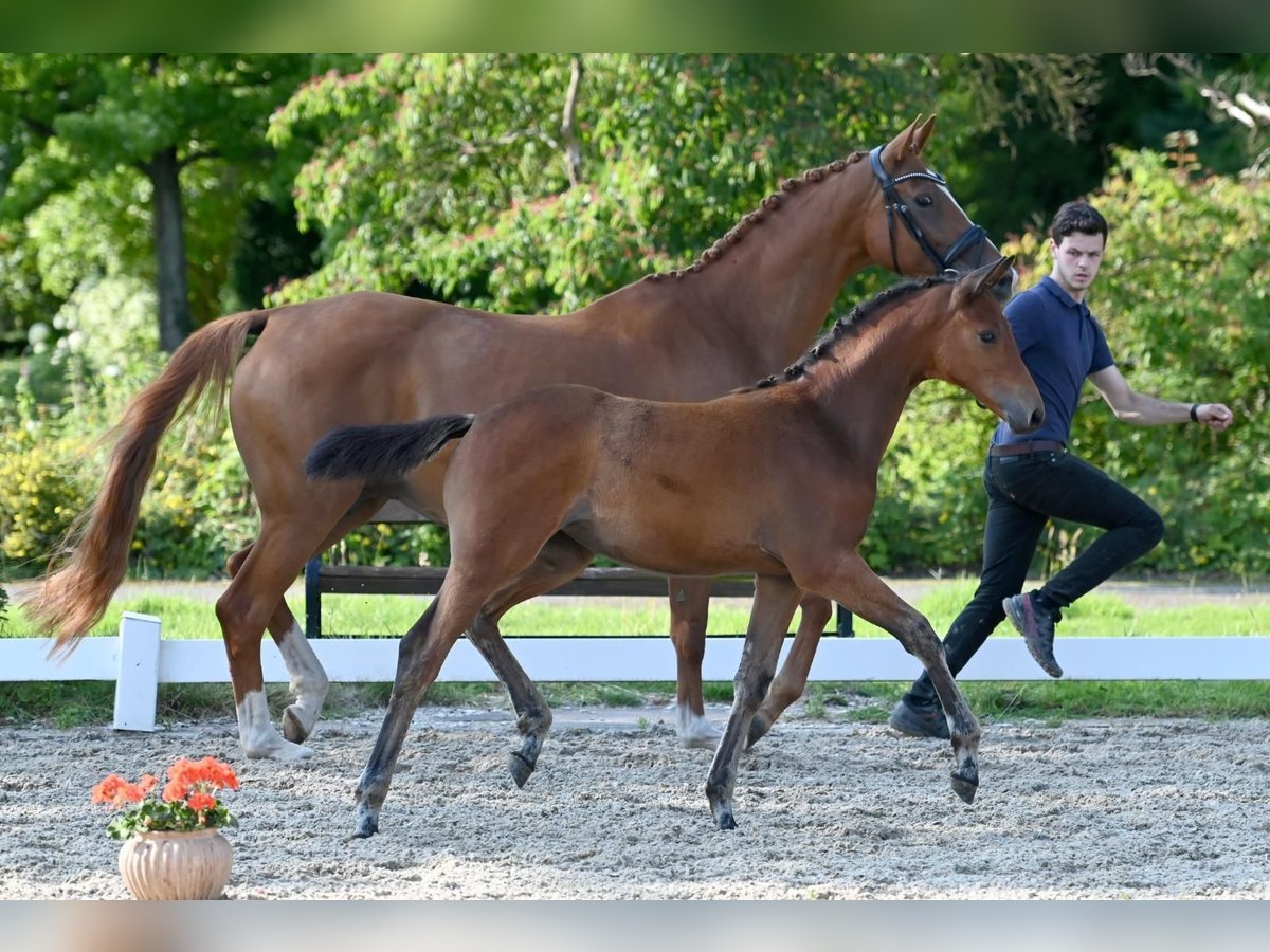 Trakehner Mare 1 year Brown in Rosdorf