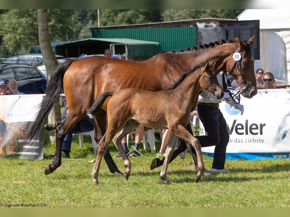 Trakehner Mare 1 year Brown in Holzbunge