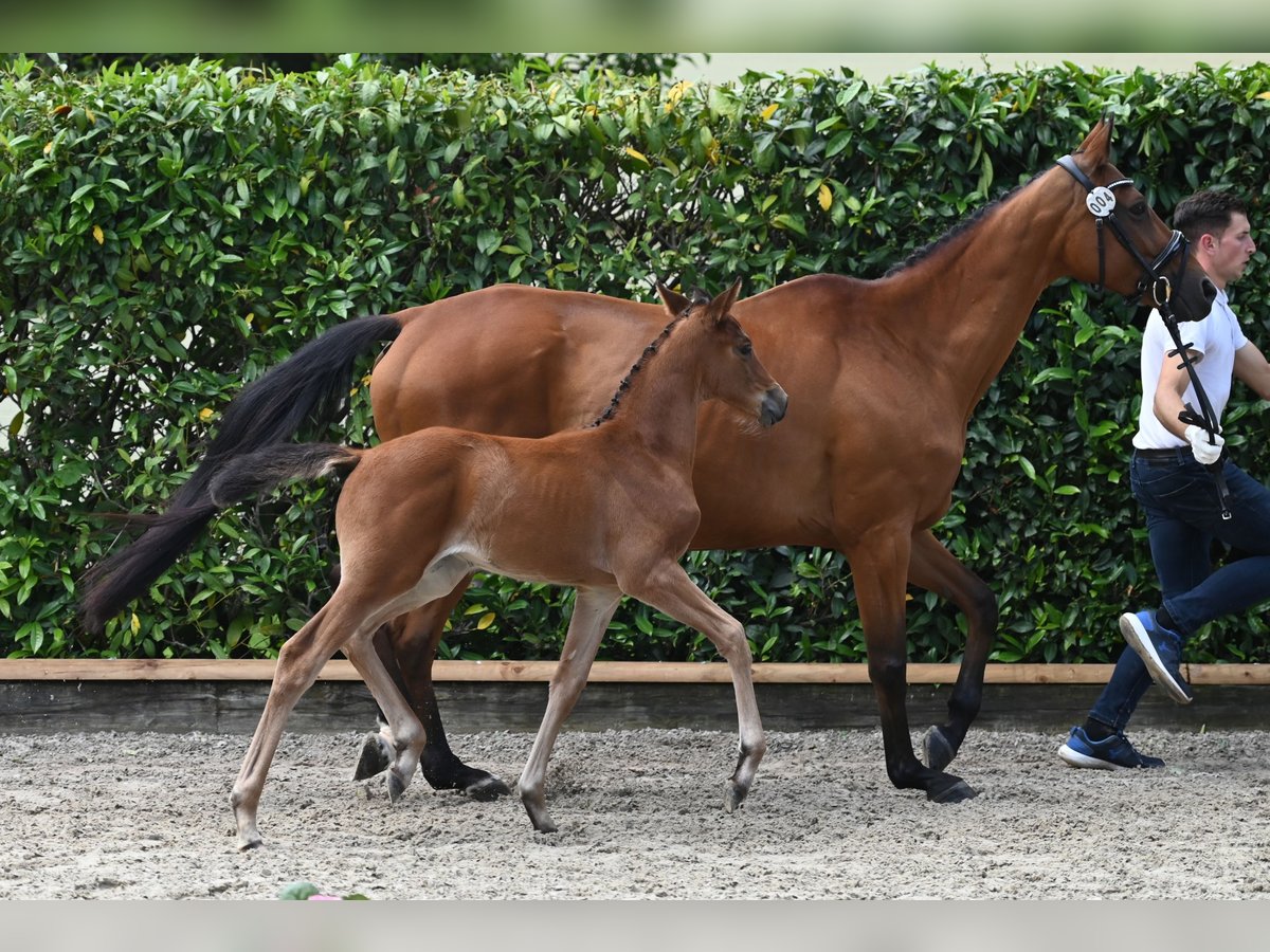 Trakehner Mare 1 year Brown in Xanten