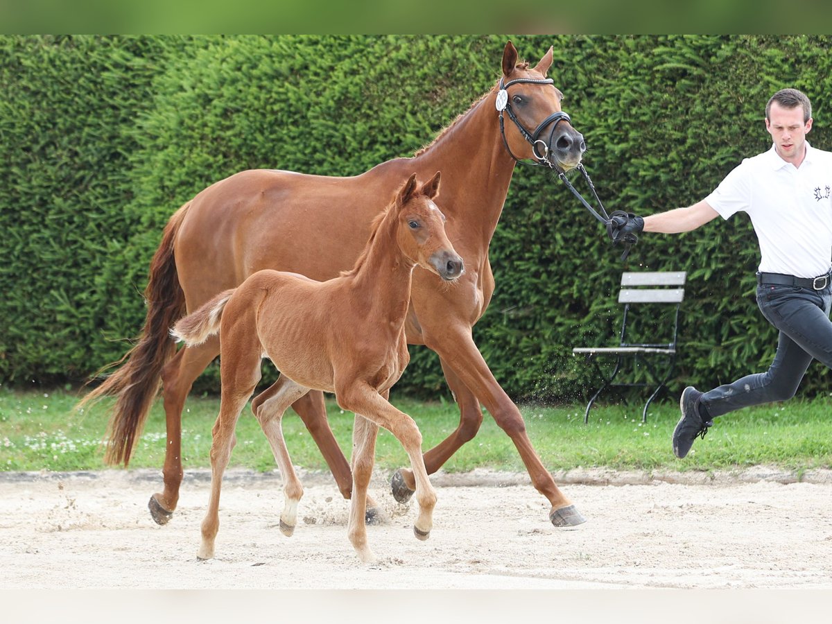 Trakehner Mare 1 year Chestnut-Red in Gotha