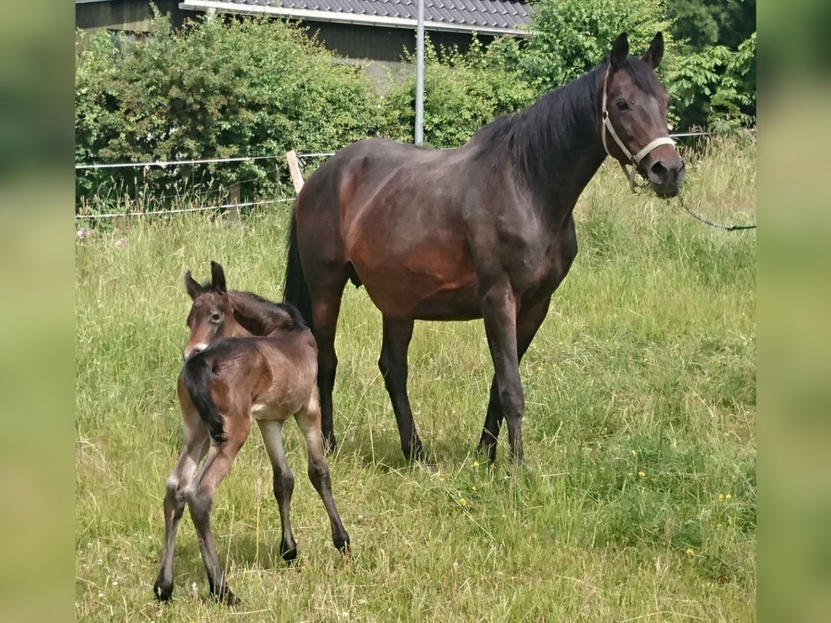 Trakehner Mix Mare 20 years 16 hh Bay-Dark in Scheibenberg