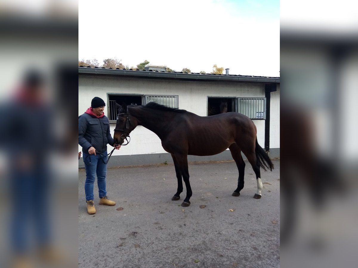 Trakehner Mare 23 years 15,2 hh Bay-Dark in Dümpelfeld Trakehner Mare 23 years 15,2 hh Bay-Dark in Dümpelfeld
