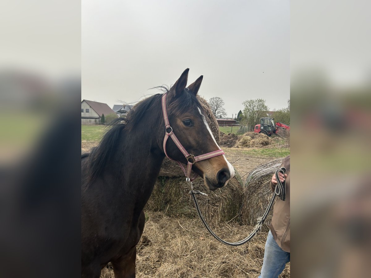 Trakehner Mare 2 years 15,1 hh Brown in Ueckermünde