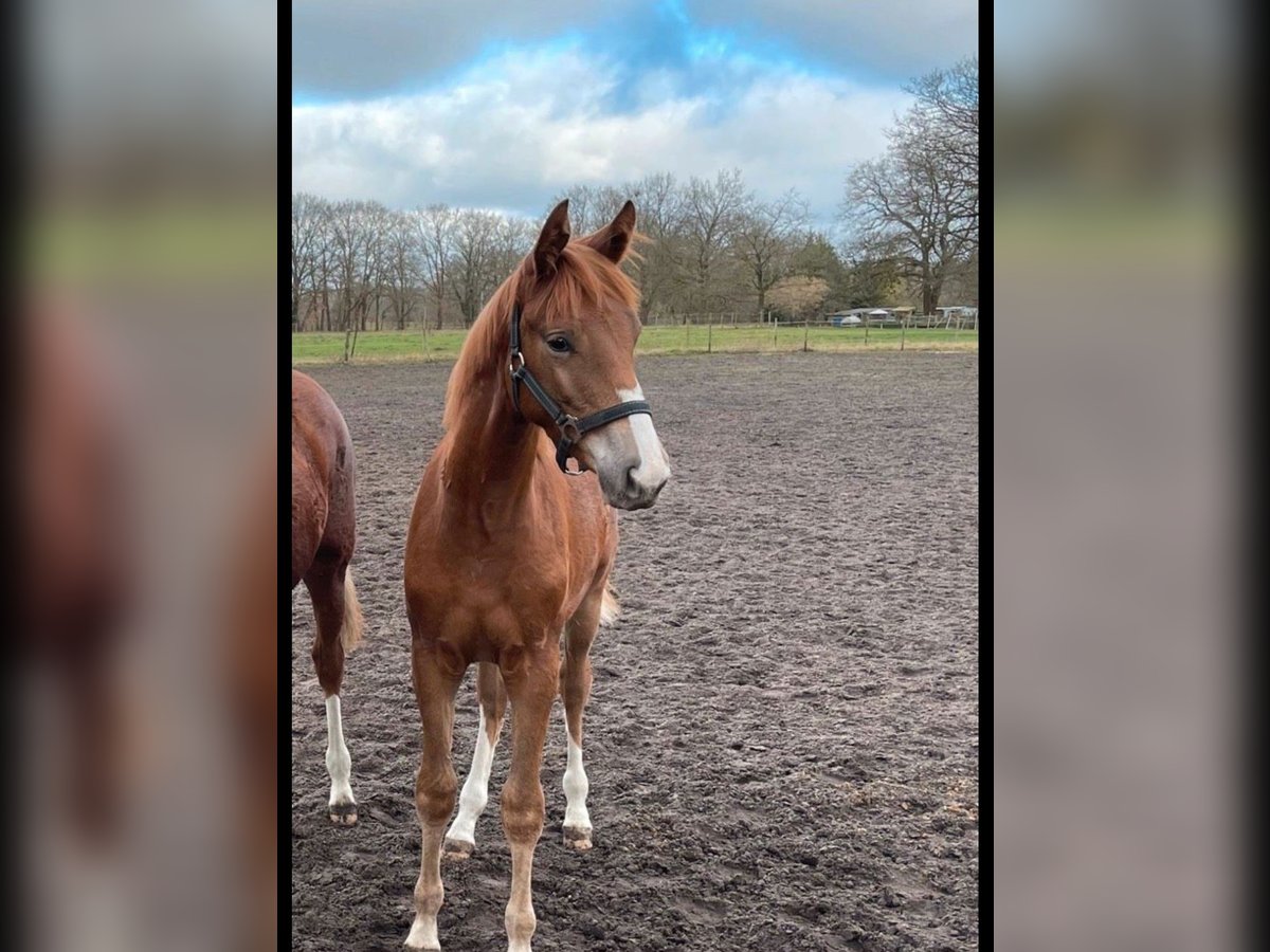 Trakehner Mare 2 years 15,3 hh Chestnut-Red in Vechta