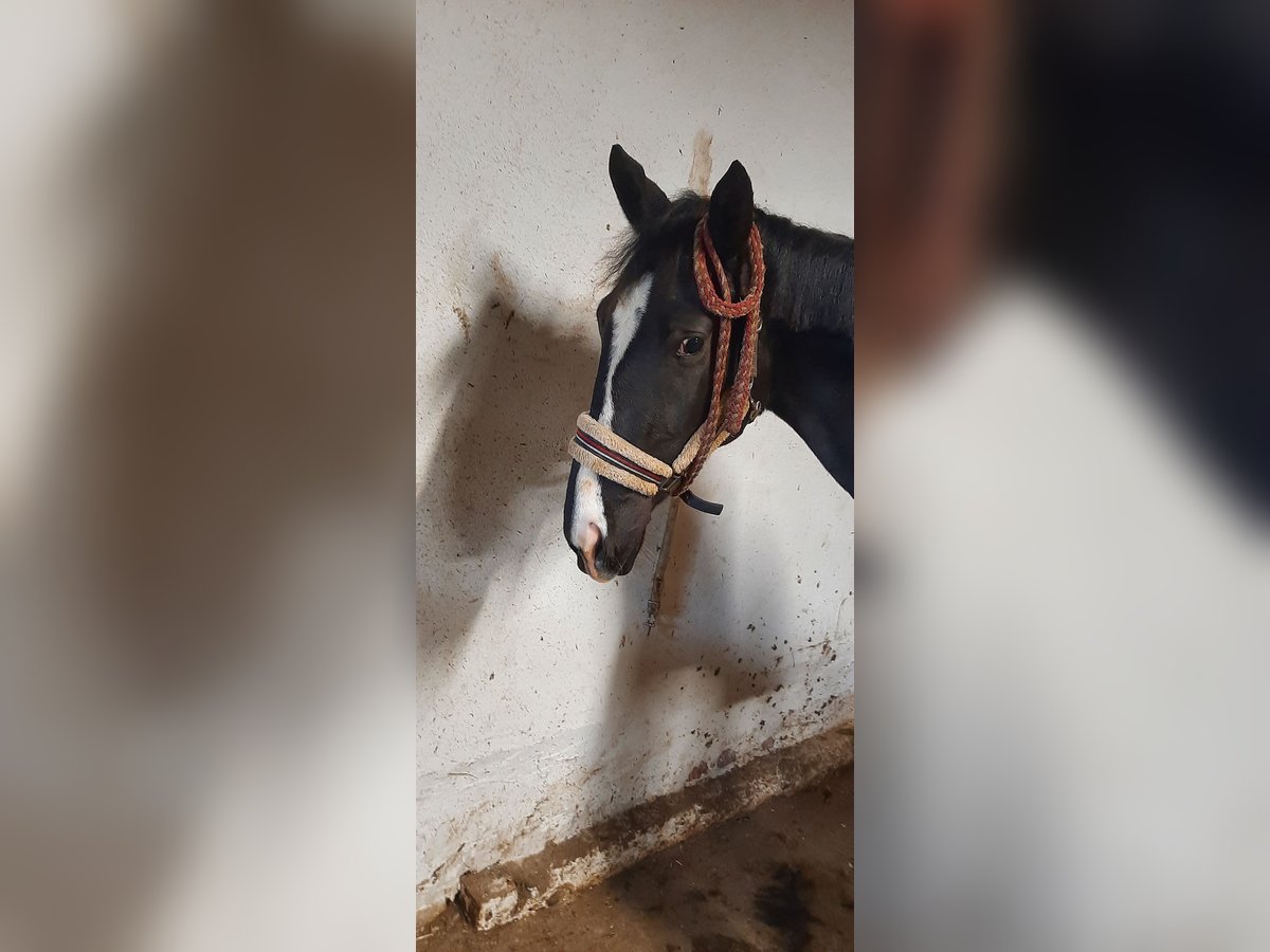 Trakehner Mare 2 years 15,3 hh Smoky-Black in Otterndorf