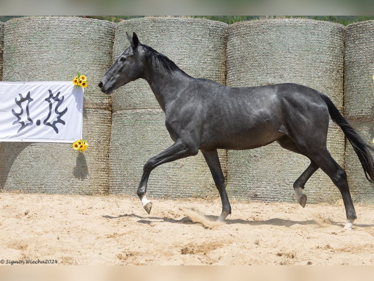 Trakehner Mare 2 years 16,2 hh Gray in Aytos