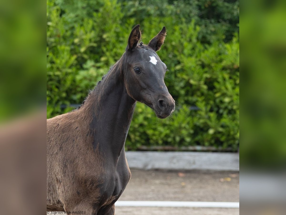 Trakehner Mare 2 years 16,2 hh Smoky-Black in Schinkel