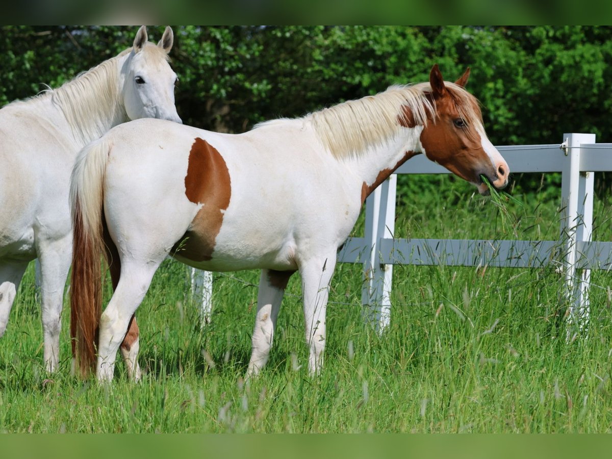 Trakehner Mare 2 years 16 hh Pinto in Bad Oldesloe