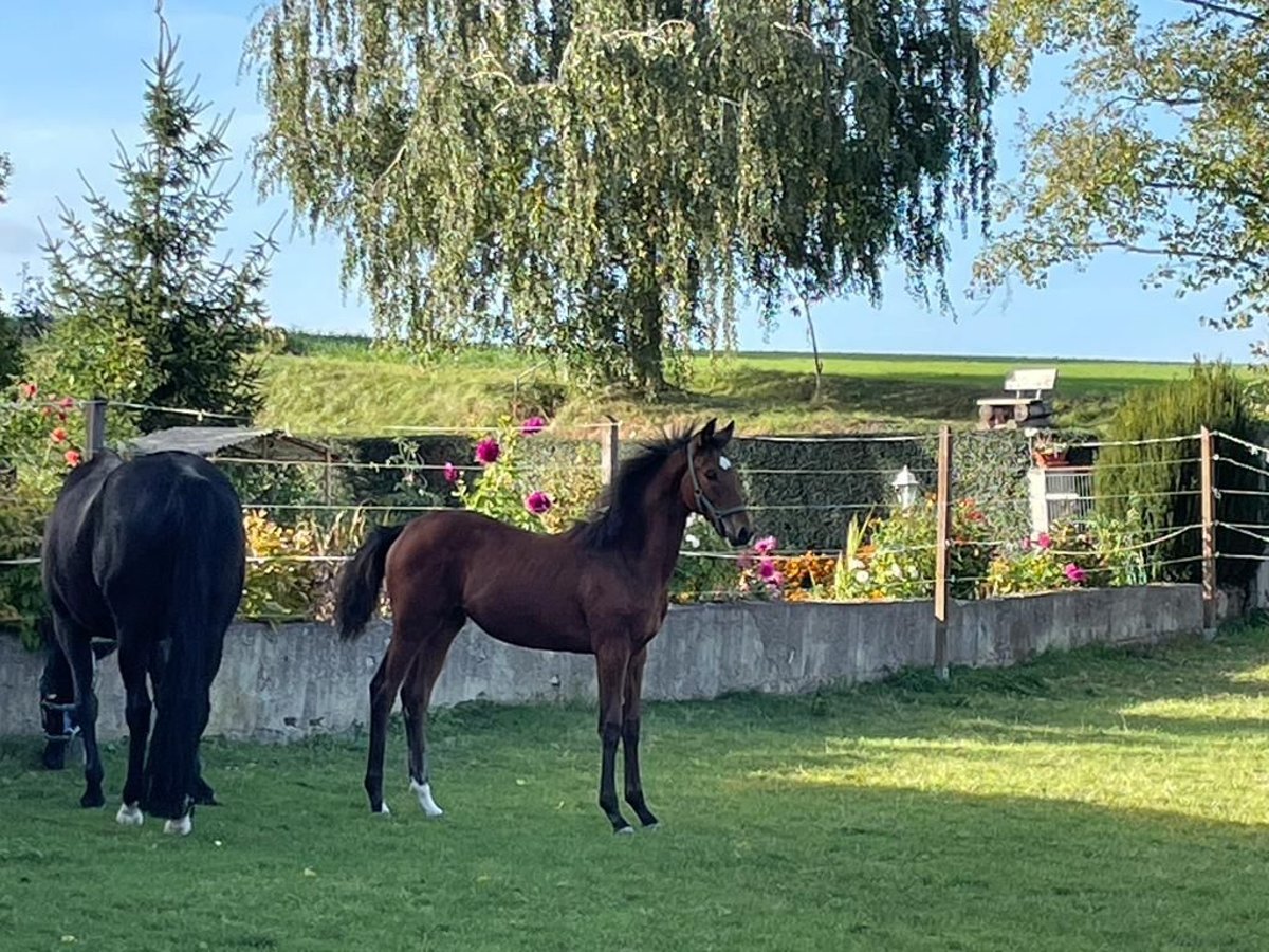 Trakehner Mare 2 years Brown in Wohlmirstedt