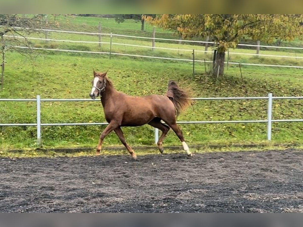 Trakehner Mare 3 years 15,2 hh Chestnut-Red in Vacha