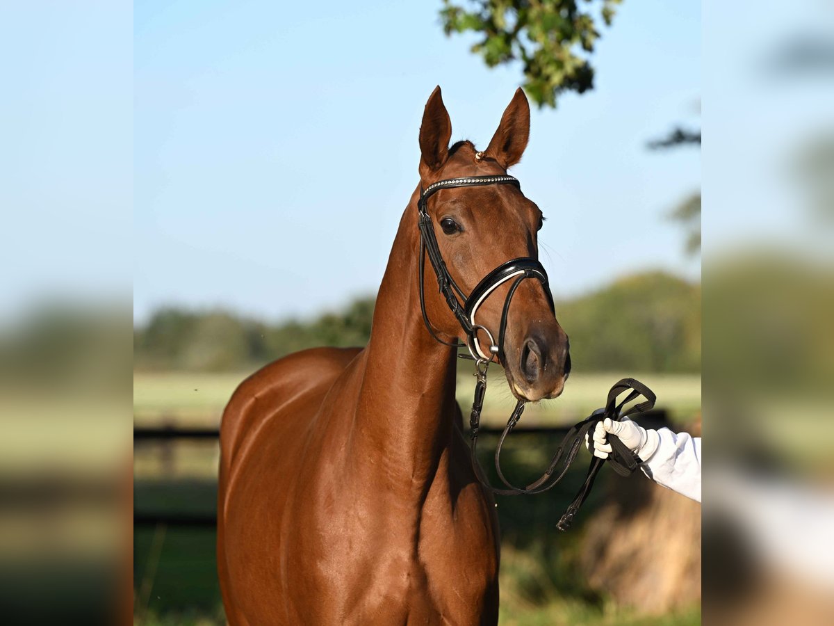 Trakehner Mare 3 years 16,1 hh Chestnut-Red in Weste