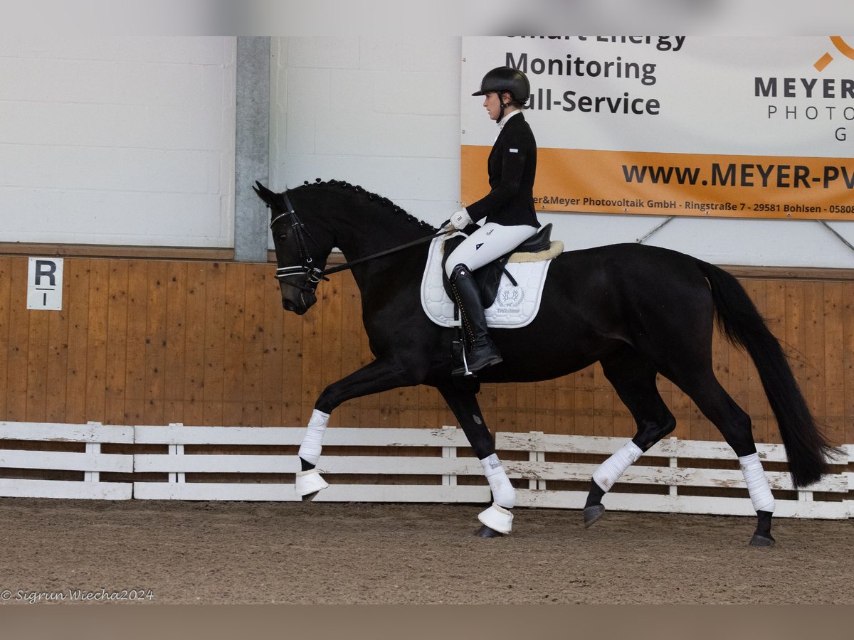 Trakehner Mare 3 years 16,2 hh Smoky-Black in Neumünster