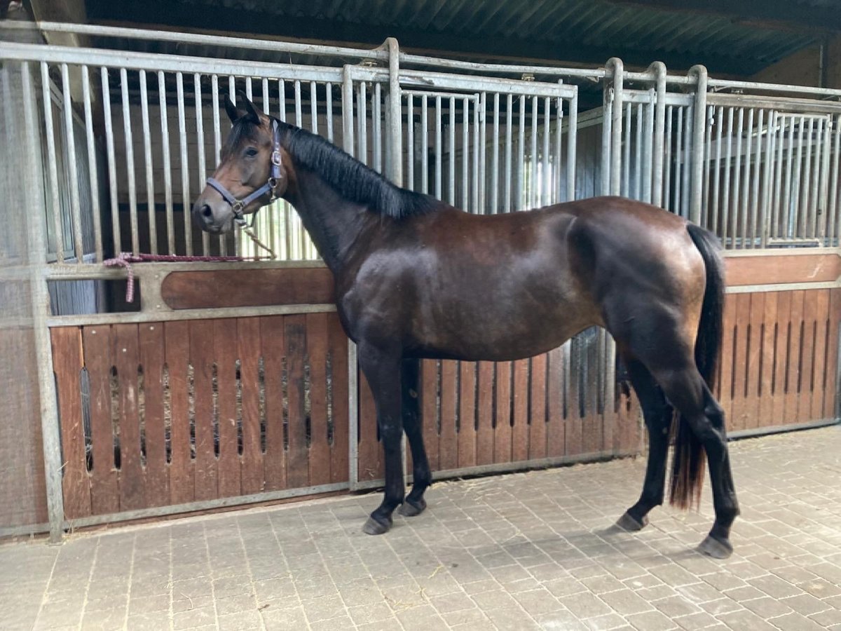 Trakehner Mare 3 years 16 hh Bay-Dark in Bernsdorf