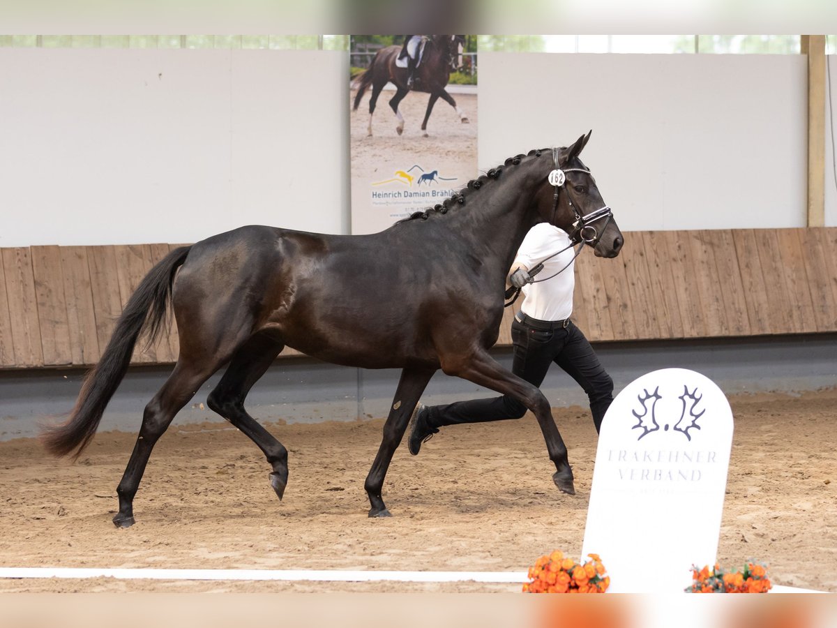 Trakehner Mare 3 years 16 hh Black in Mittenaar