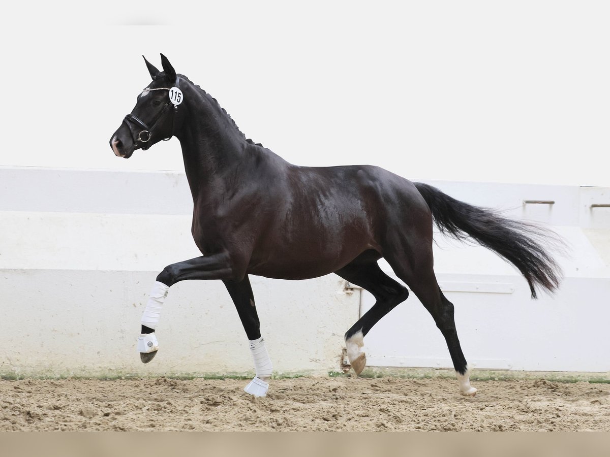 Trakehner Mare 3 years 16 hh Black in Geldern