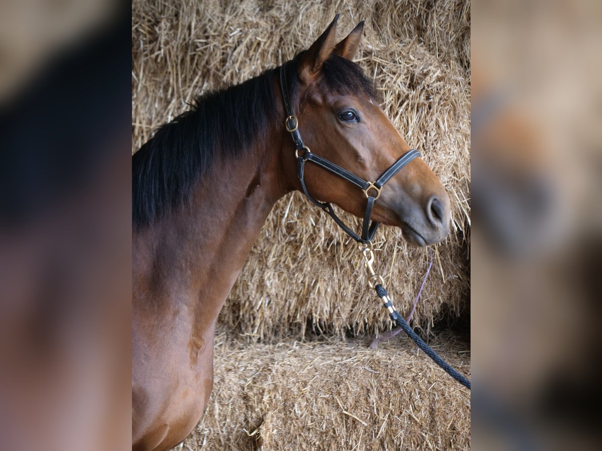 Trakehner Mare 3 years 16 hh Brown in Günzburg