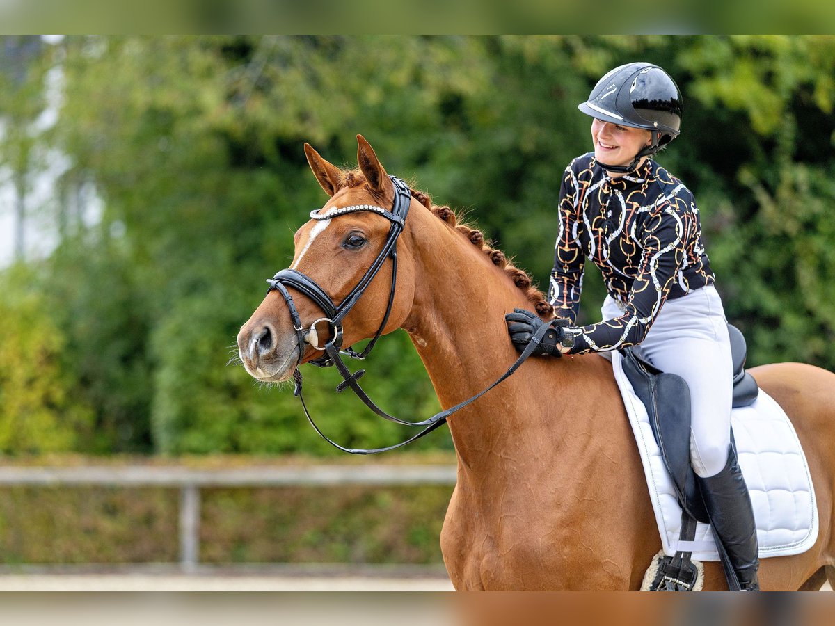 Trakehner Mare 3 years 16 hh Chestnut-Red in Unterneukirchen