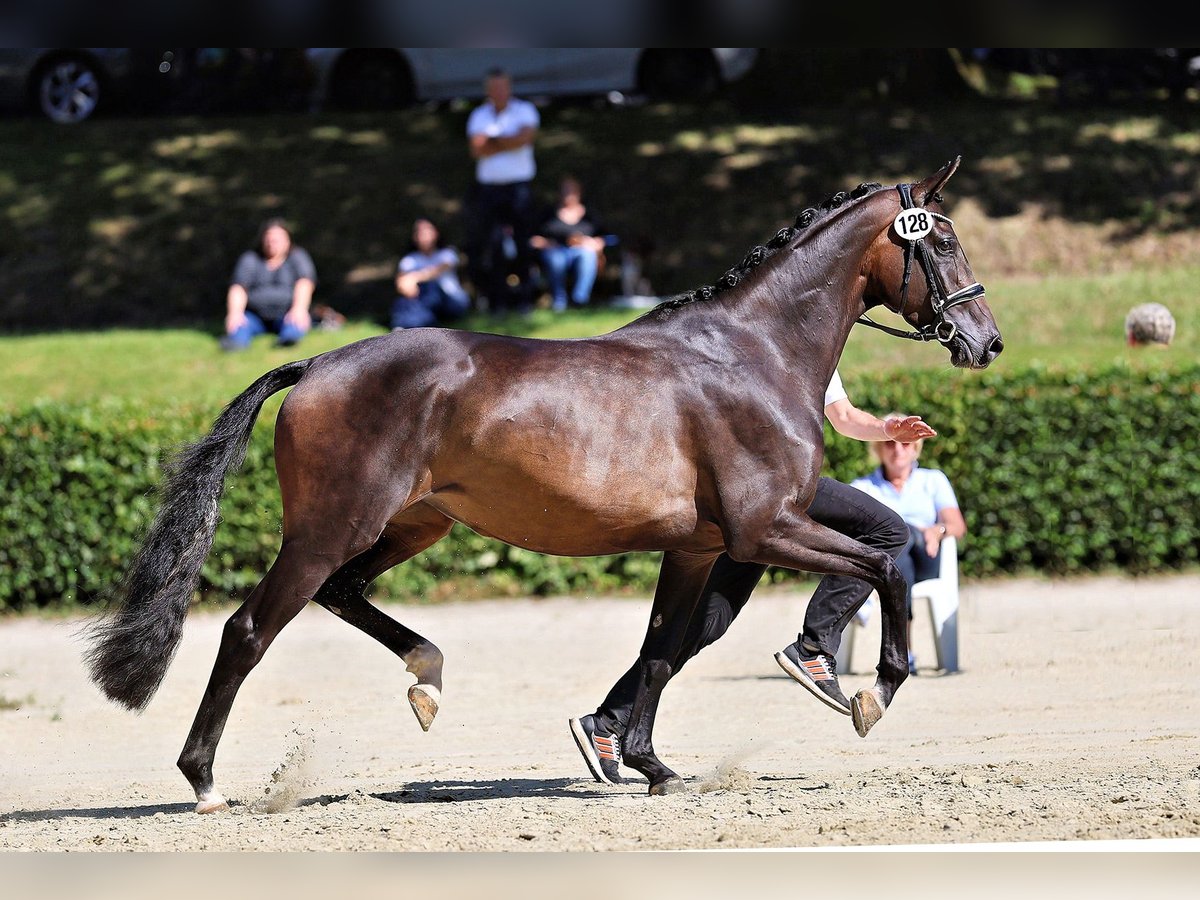 Trakehner Mare 3 years 16,1 hh Bay-Dark in Moosach