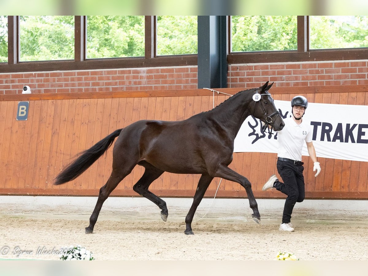 Trakehner Mare 3 years 16,1 hh Black in HollenstedtWenzendorf