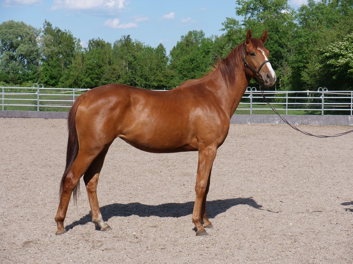 Trakehner Mare 3 years 16,1 hh Chestnut-Red in G&#xFC;nzburg