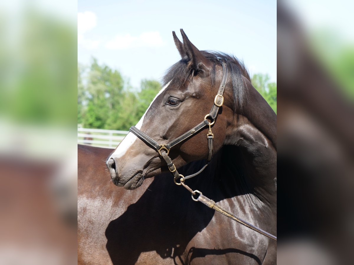 Trakehner Mare 3 years 16,1 hh Smoky-Black in G&#xFC;nzburg