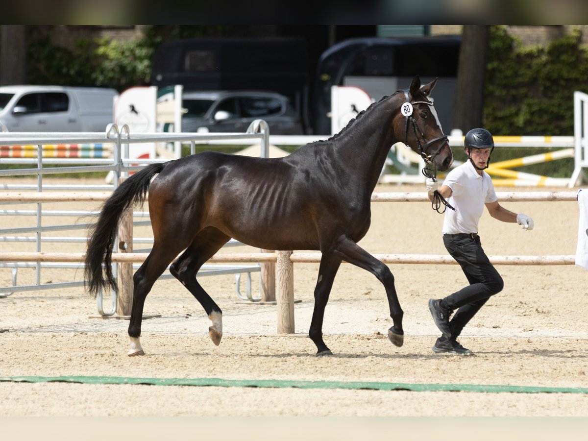 Trakehner Mare 3 years 16,2 hh Brown in Hamm