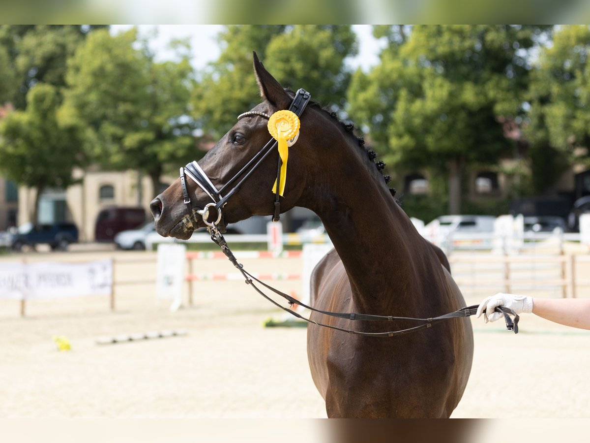 Trakehner Mare 3 years 16,3 hh Smoky-Black in Mittenaar