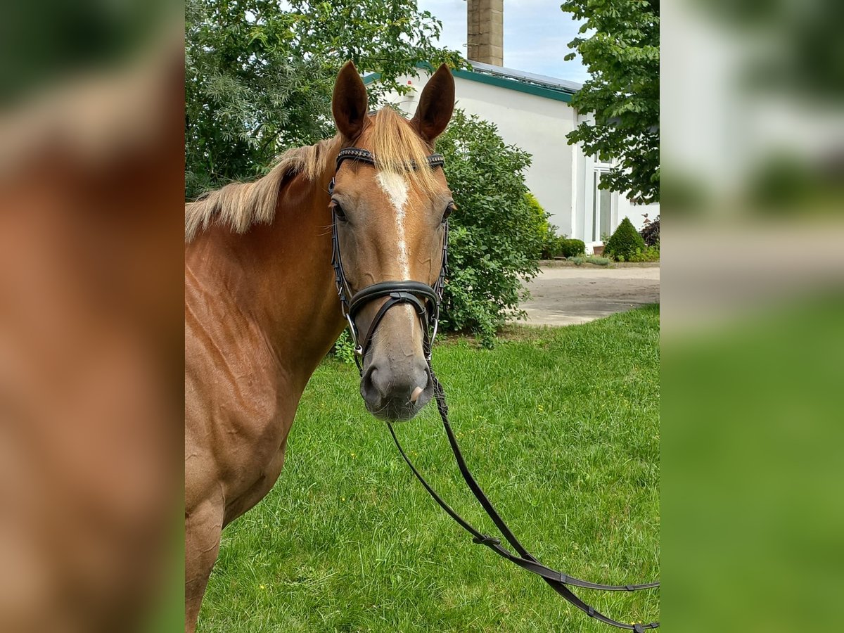 Trakehner Mare 4 years 15,3 hh Chestnut-Red in Heidekrug