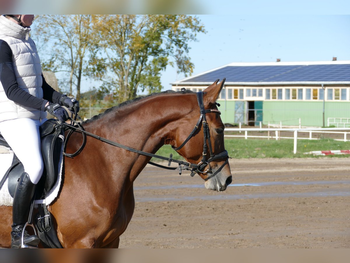 Trakehner Mare 4 years 15,2 hh Brown in Ganschow