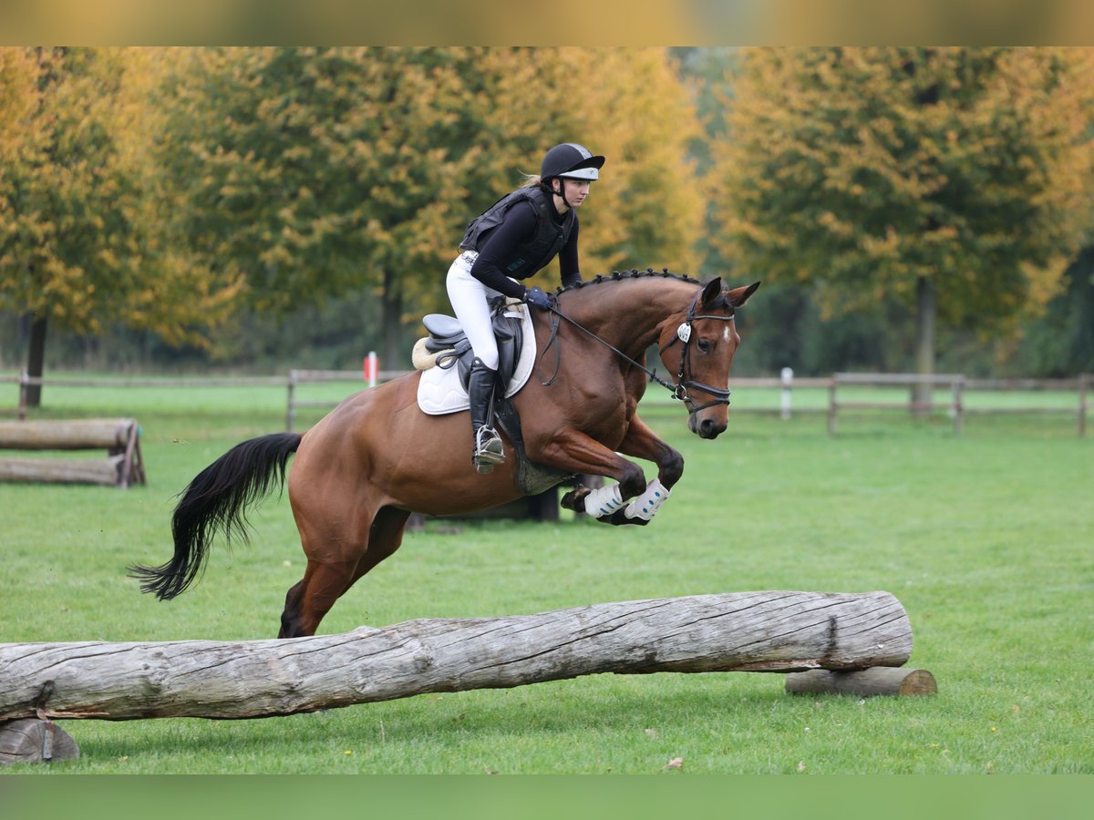 Trakehner Mare 4 years 16,1 hh Brown in Rade