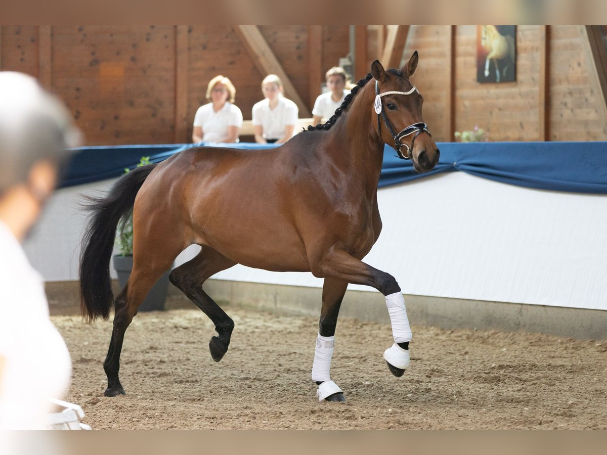 Trakehner Mare 4 years 16,2 hh Brown in Wolfhagen