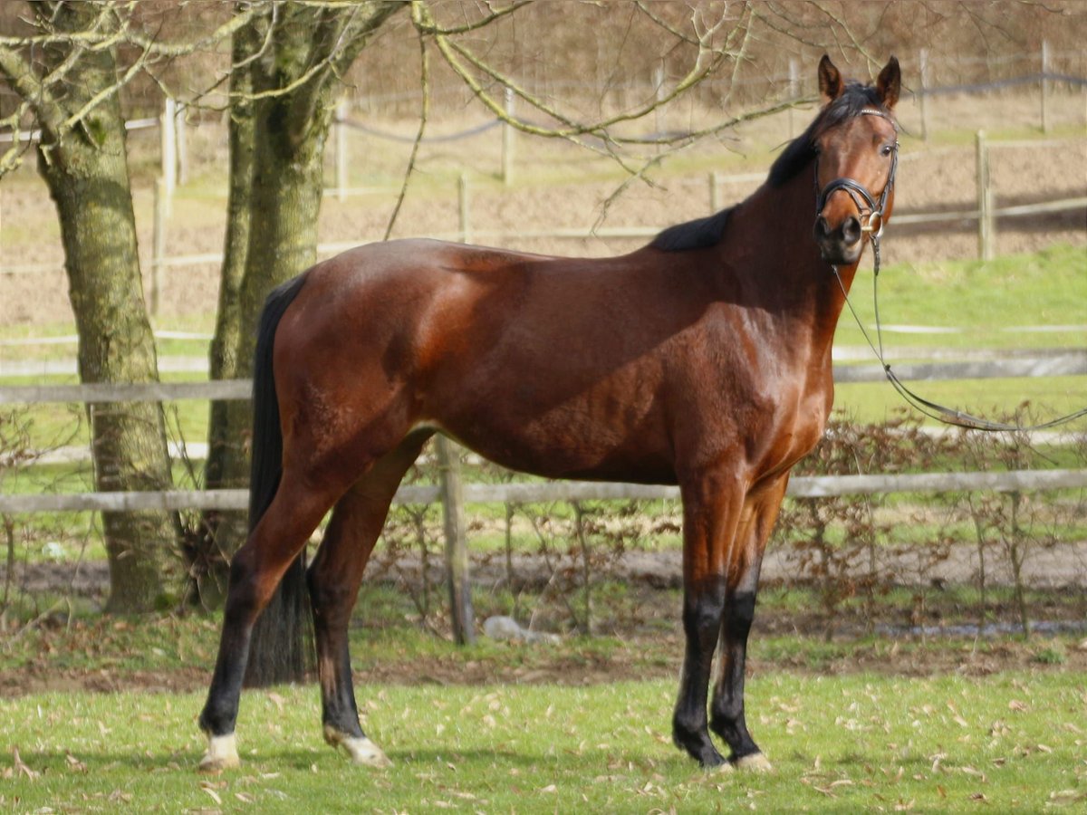 Trakehner Mare 4 years 16,3 hh Brown in Laubach