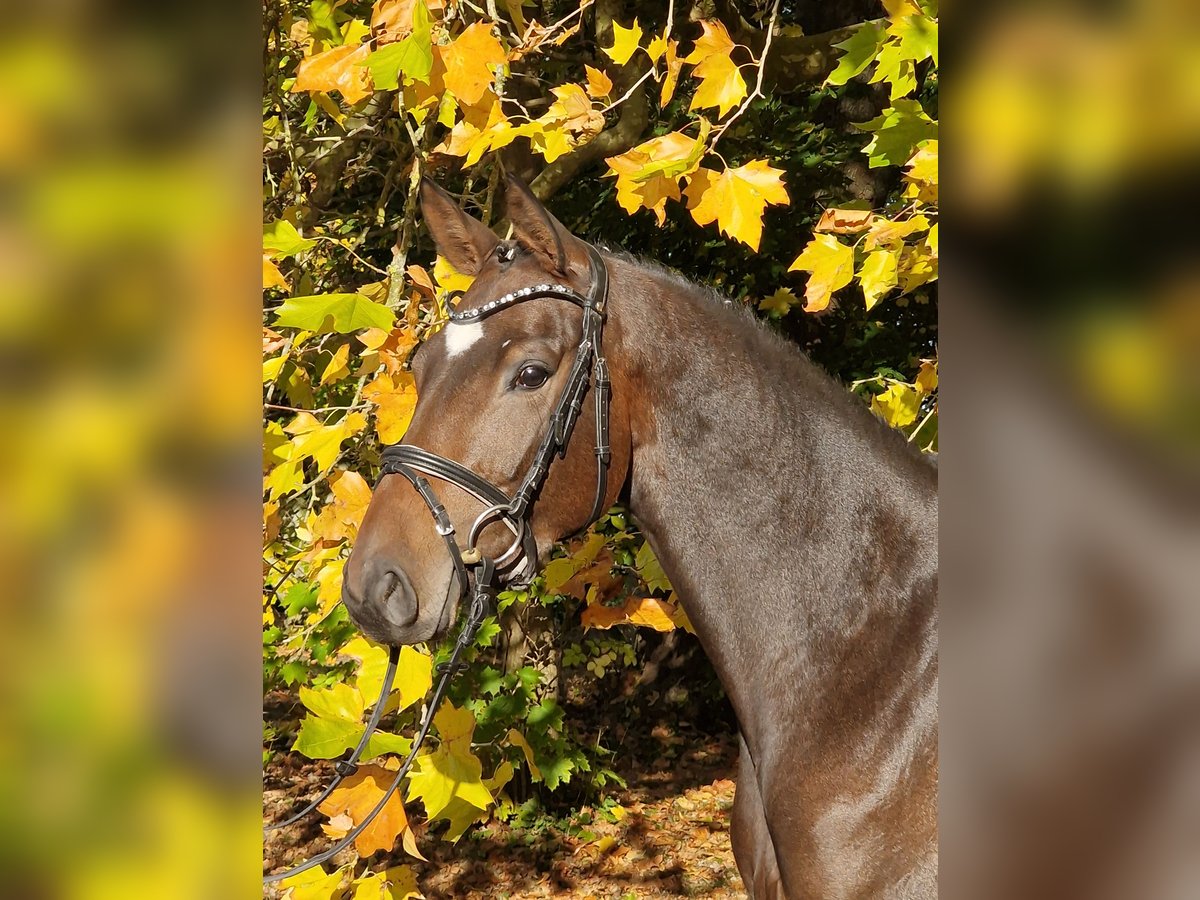 Trakehner Mare 4 years 16 hh Brown in Majenfelde