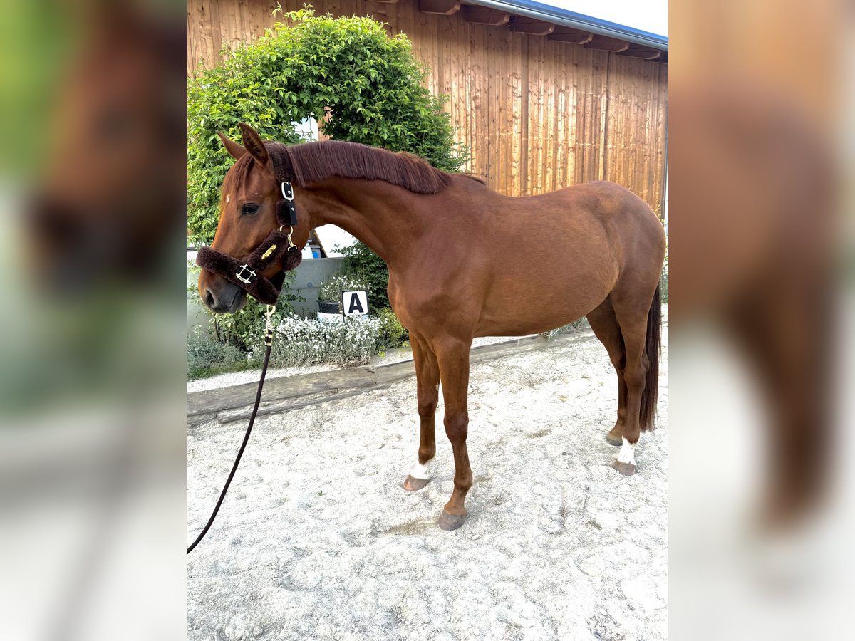 Trakehner Mare 4 years 16 hh Chestnut-Red in Passail