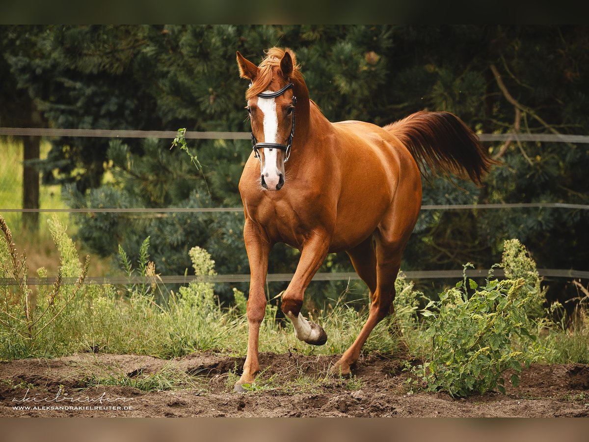 Trakehner Mare 4 years 16 hh in Wandlitz