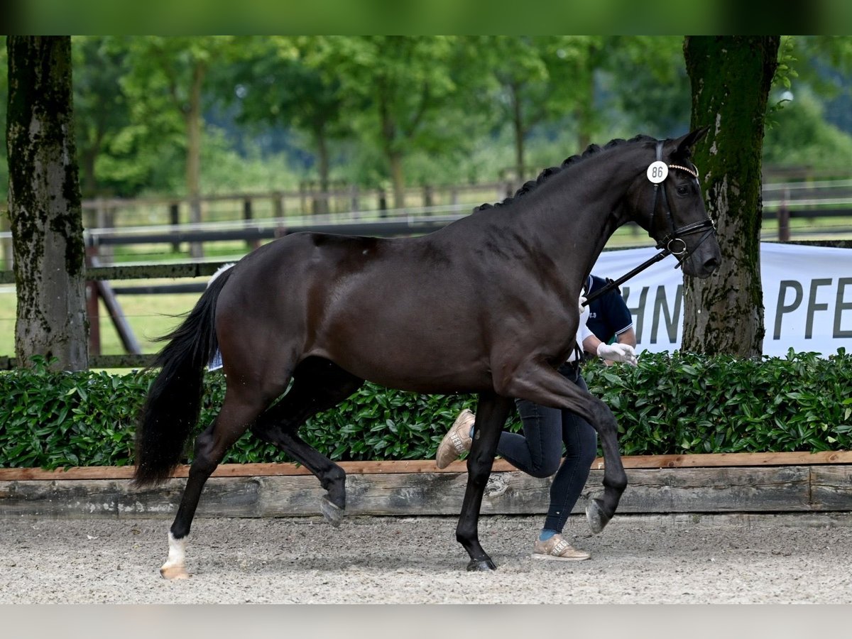 Trakehner Mare 4 years 16 hh Smoky-Black in Senden